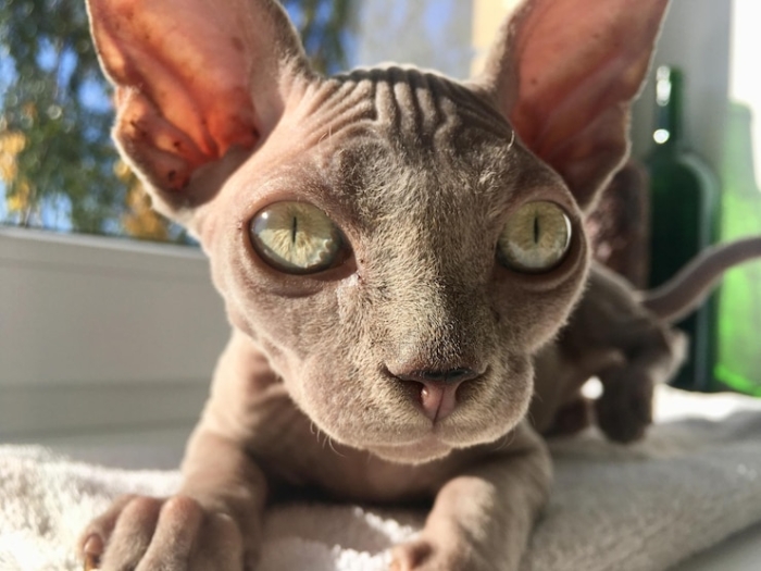 Penyebab Bulu Kucing Rontok