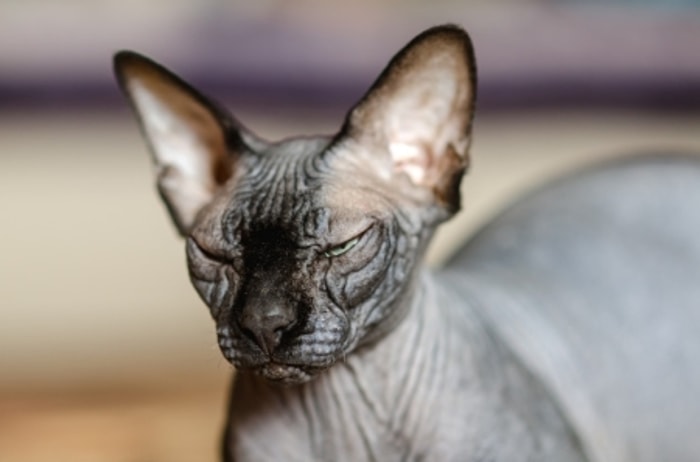 Donskoy, Ras Kucing dengan Botak yang Dominan