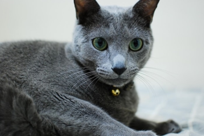 Serupa tapi Tak Sama, Pastikan Memelihara Russian Blue Murni