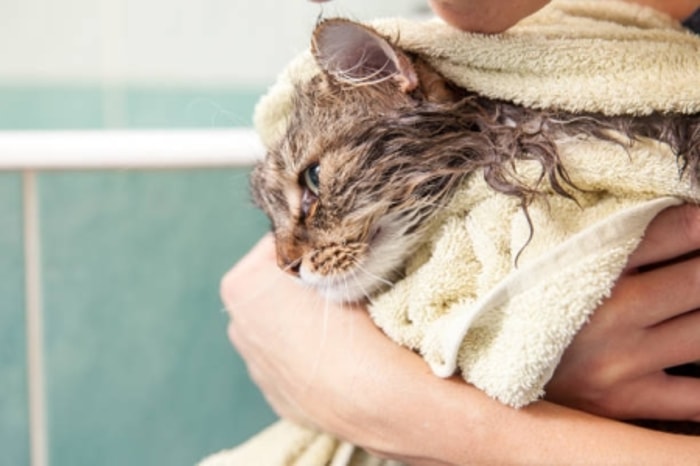 Apakah Lem Tikus yang Menempel di Kucing Bisa Dibersihkan?