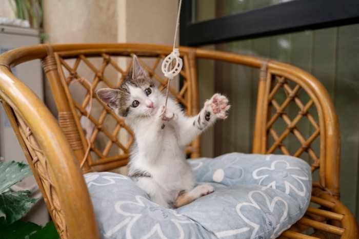 Apakah Mainan Anak Kucing Berbeda dengan Kucing Dewasa?