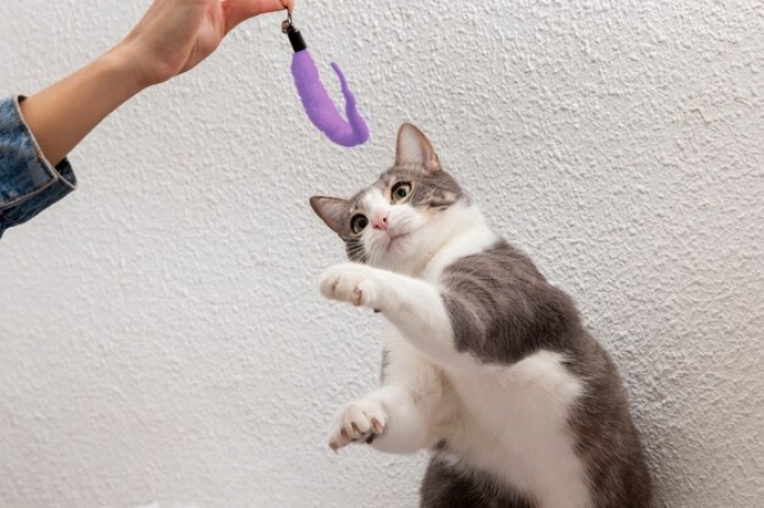 Fungsi Mainan Anak Kucing untuk Kecerdasan