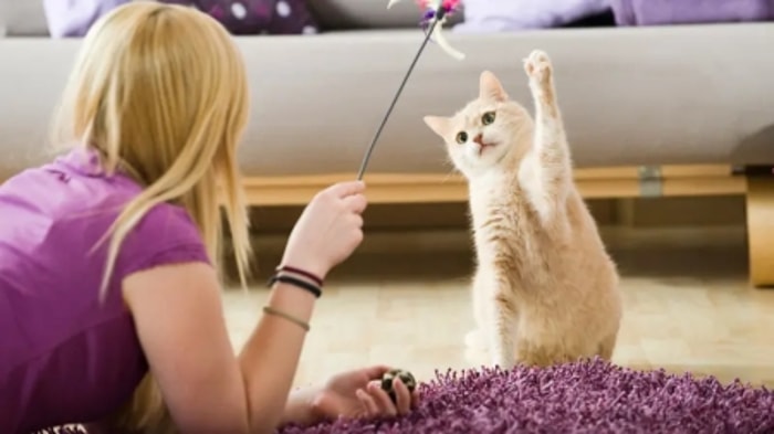 Kenapa Kucing Suka Mainan yang Bergerak dan Berjalan?