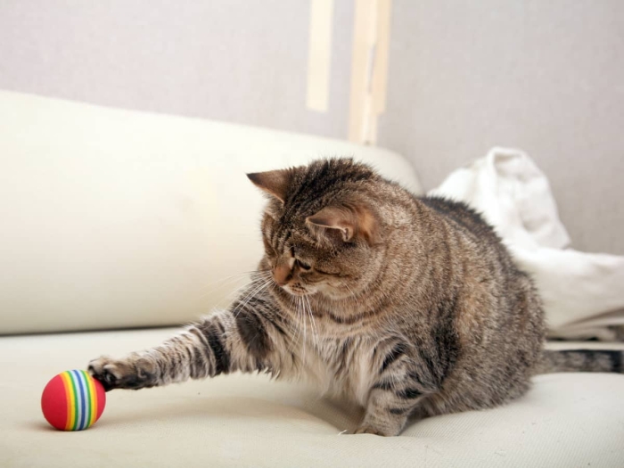 Fungsi Mainan Bola untuk Motorik Kucing