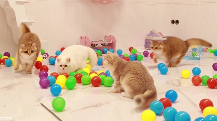 Kenapa Kucing Suka Mainan Bola?