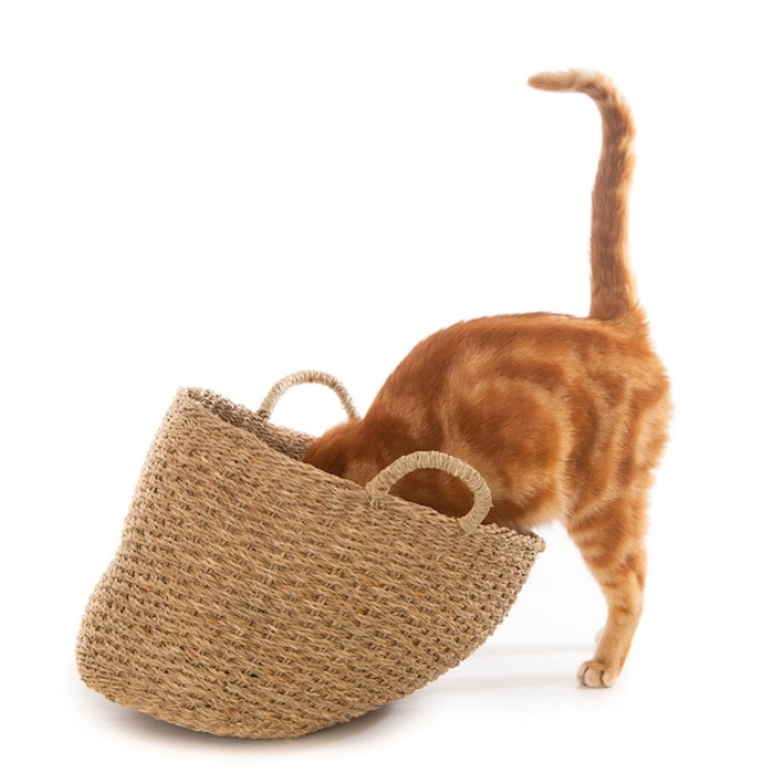 Fungsi Mainan Lucu untuk Rasa Ingin Tahu Kucing