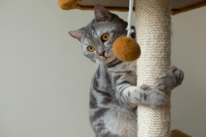 Kenapa Kucing Suka Mainan yang Lucu?