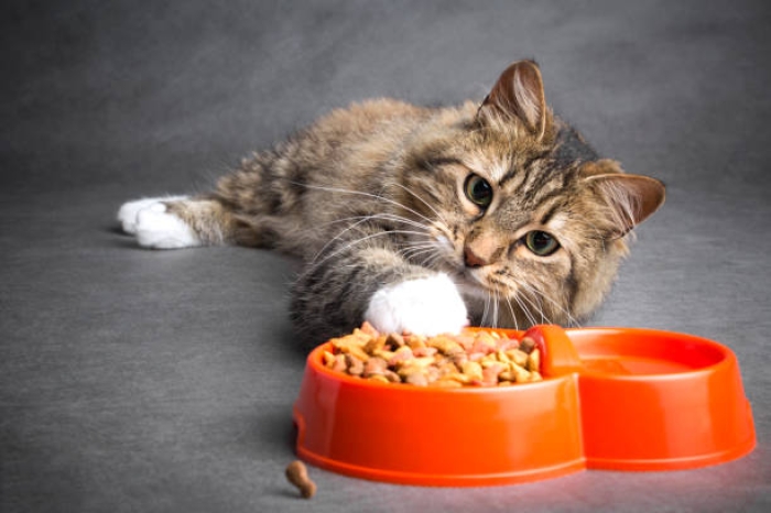 Kucing Tidak Nafsu Makan, Apa yang Harus Dilakukan?