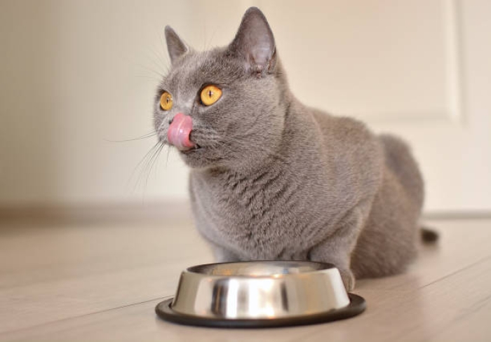 Kenapa Makanan Kucing Rendah Magnesium Bagus untuk Kesehatan Kucing?
