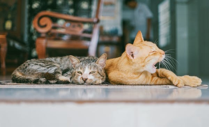 Makanan yang Tepat untuk Kucing dengan Bulu Bagus dan Gemuk 