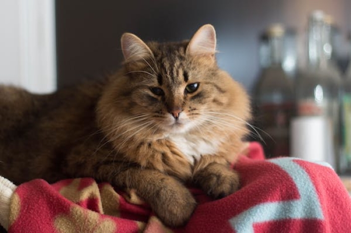 Tips untuk Membuat Kucing Gemuk dengan Bulu yang Lebat dan Sehat