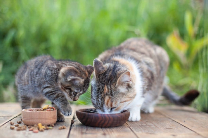 Memberi Makanan untuk Kucing yang Menyusui. Berapa Banyak Porsi yang Tepat? 