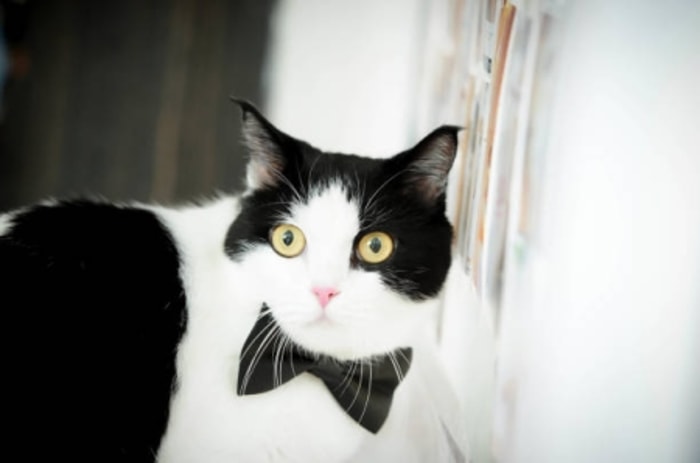 Tuxie Cat Dianggap Kucing Berpakaian Pantas