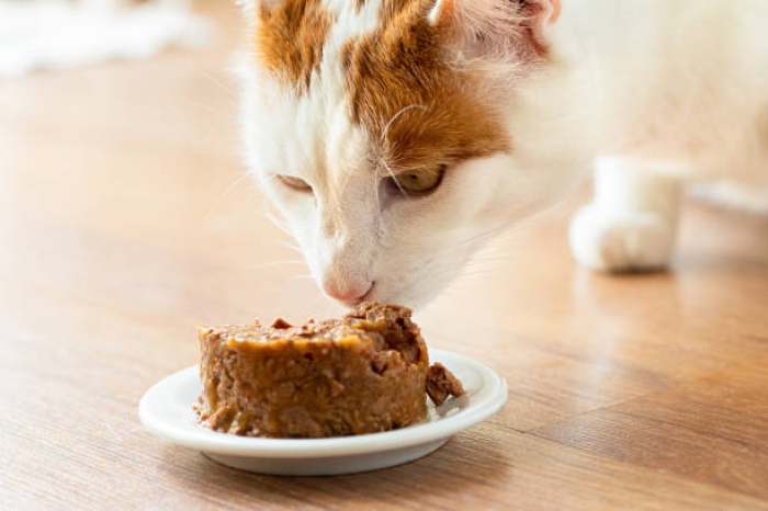 Nature Bridge vs Royal Canin, Merk Pakan Kucing Kaya Nutrisi