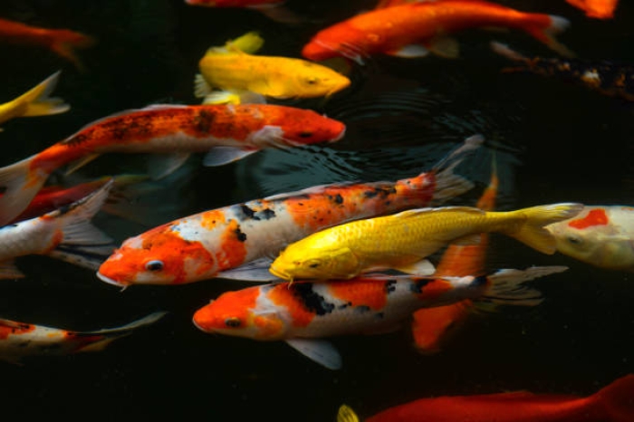 Ikan Koi Jamuran. Bagaimana Cara Untuk Mengetahuinya? 