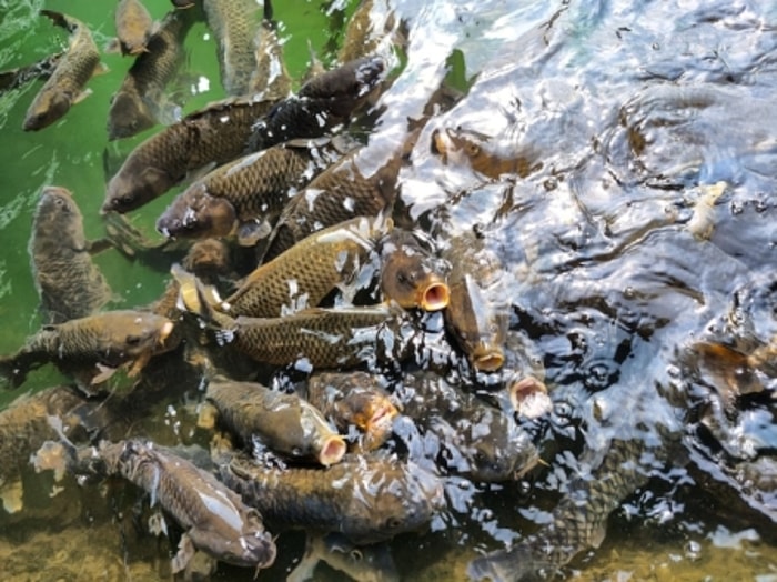 Ikan yang Berkualitas akan Meningkatkan Penghasilan