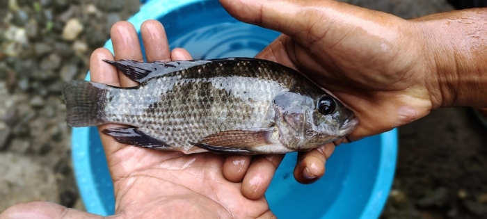 Kelebihan dan Kekurangan Budidaya Ikan Mujair di Kolam Terpal