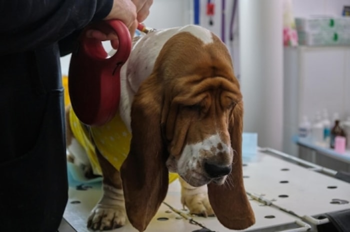 Dapat Memengaruhi Penggunaan Kaki Belakang Anjing