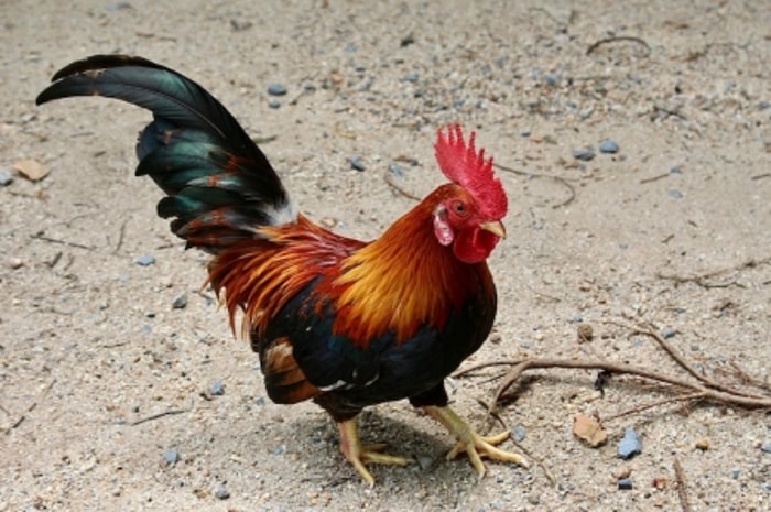 Warna Bulu Bisa Berubah Ketika Ayam Beranjak Dewasa