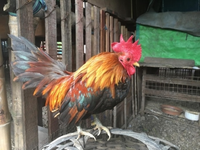 Pemeliharaan yang Tepat Mempengaruhi Bobot Ayam