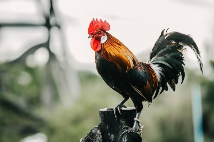 Sekilas tentang Ayam Joper dan Ayam Pejantan