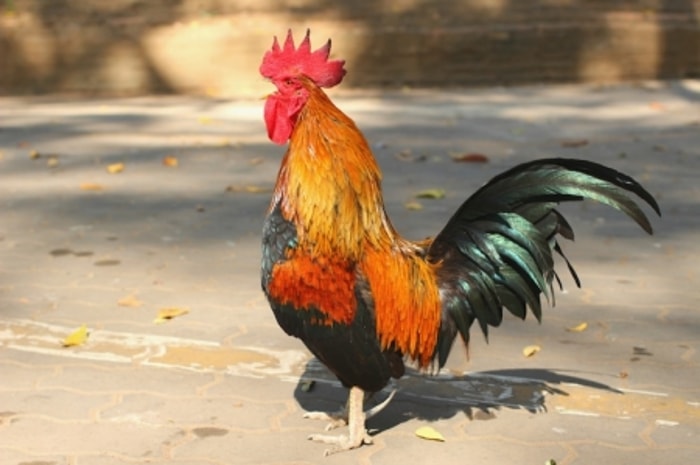Keduanya Berasal dari Hasil Persilangan Ayam Petelur