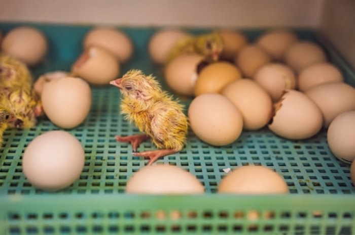 Reproduksi Ayam Pejantan dan Joper Saling Berkaitan