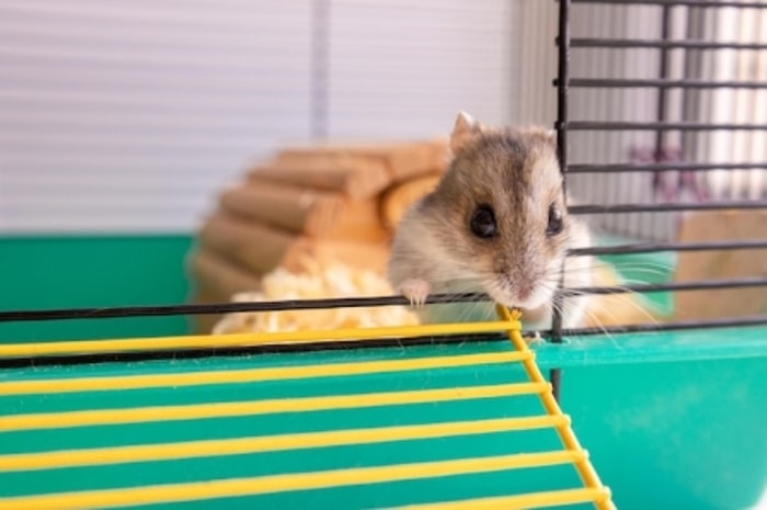 Beberapa Hamster Lebih Suka Hidup Sendiri