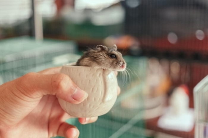 Jenis Hamster Memengaruhi Ukuran Tubuh