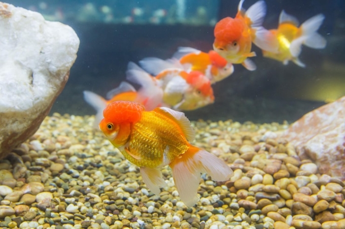 Ranchu dan Lionhead, Dua Ikan yang Termasuk Strain Maskoki