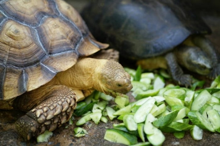Pastikan Nutrisi dari Sulcata Betina yang Sedang Hamil