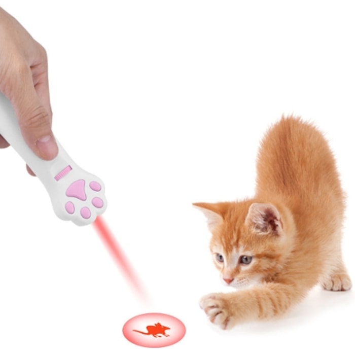 Laser Lucu Bikin Kitten Gerak Terus