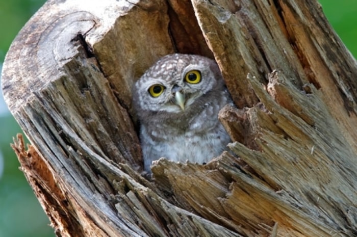 Butuh Ruangan yang Bebas agar Owl Tidak Stres