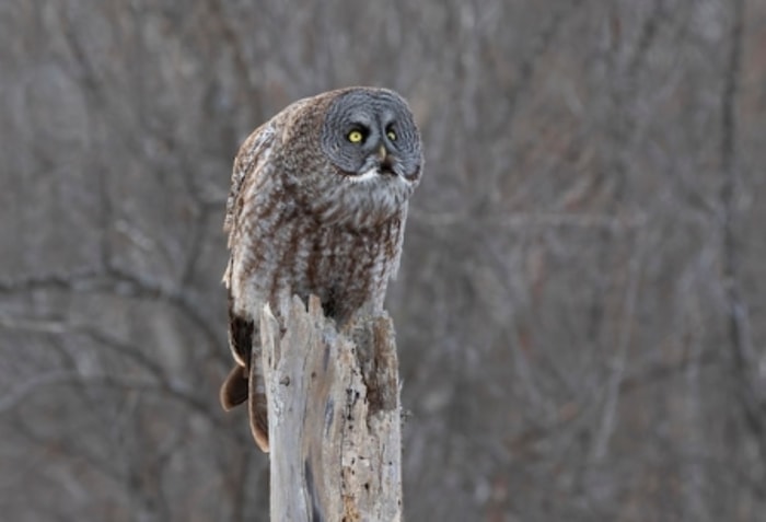 Komitmen Perlu Dilakukan agar Owl Tetap Hidup