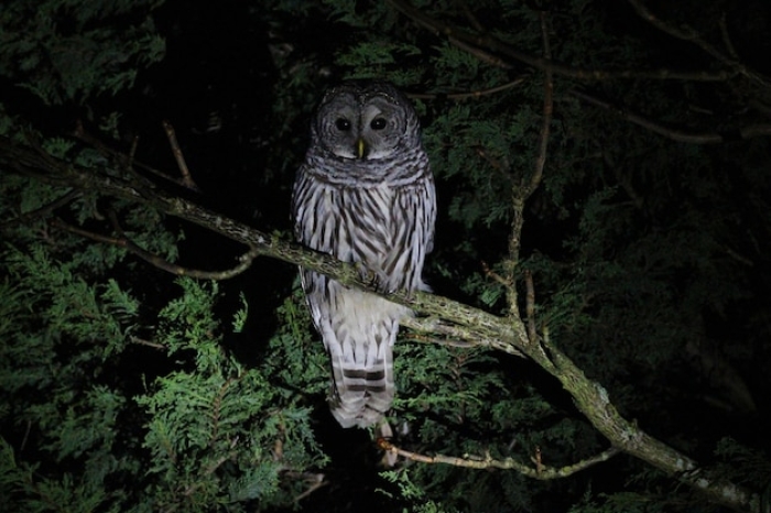 Mitos Memelihara Burung Hantu di Rumah