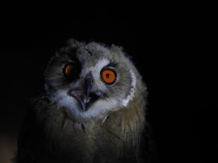 Owl akan Berisik dan Mengganggu Waktu Tidur Pemiliknya