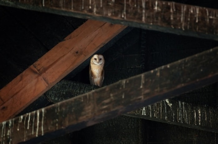 Burung Hantu Termasuk Hewan Buas