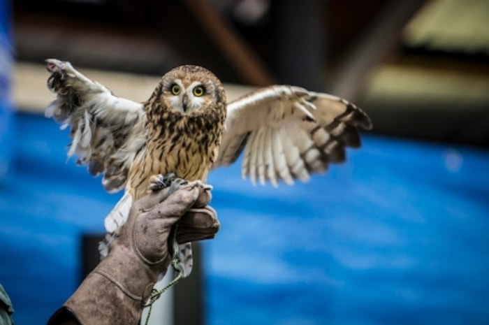 Owl Terbiasa Buang Kotoran Sembarangan di Alam Liar