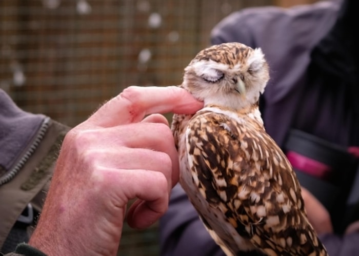 Pegang Secara Perlahan agar Owl Tidak Kaget