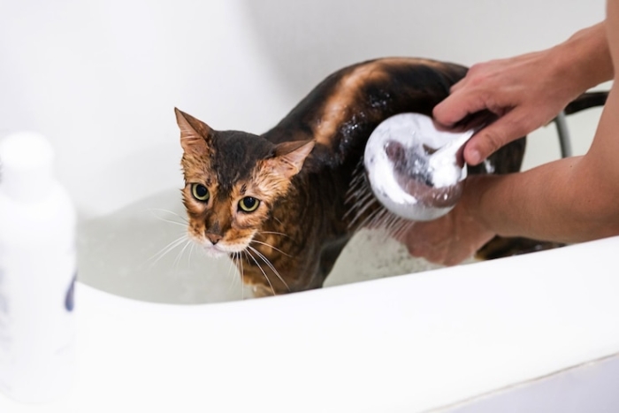 Tips agar Kucing Mau Mandi