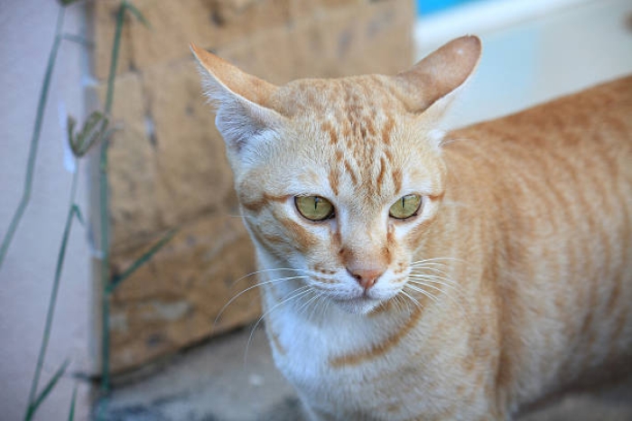 Benarkah Kucing Oranye Cenderung Lebih Nakal dari Kucing Lainnya?
