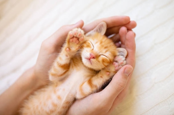 Bagaimana Cara Merawat Anak Kucing yang Baru Lahir?