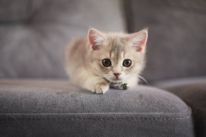 Apakah Anak Kucing yang Baru Lahir Boleh Diberi Susu Formula?