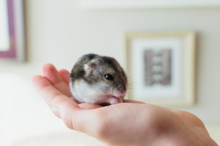 Hamster Tampak Tidak Bersemangat untuk Membuka Matanya