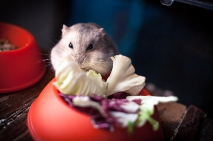Kram Hebat Membuat Hamster Susah Menggerakkan Kakinya