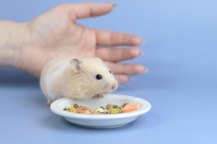 Coba Suapi Hamster untuk Meningkatkan Nafsu Makan