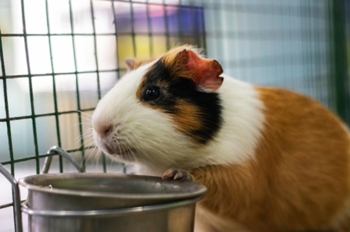 Kurangnya Cairan Dapat Memperburuk Kondisi Hamster