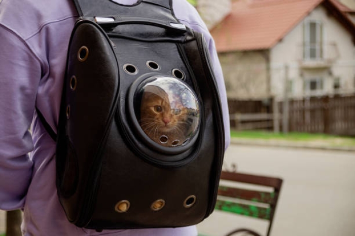 Tas Ransel Transparan untuk Kucing Banyak Diminati. Apa sih Keunggulannya?