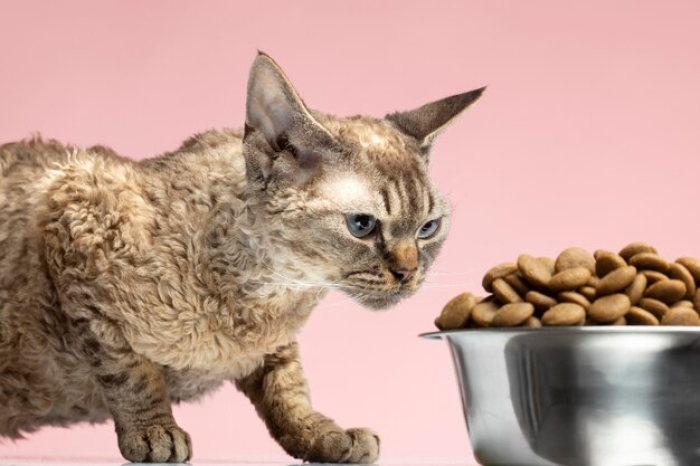 Adakah Tempat Makan Kucing Anti Semut?