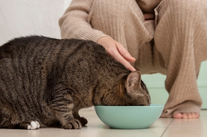 Bagaimana Cara Menjauhkan Tempat Makan Kucing agar Anti Semut?